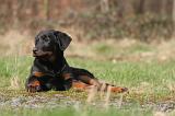 BEAUCERON - PUPPIES 397